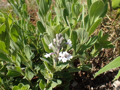 Chascanum latifolium