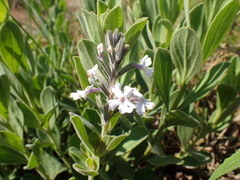 Chascanum latifolium