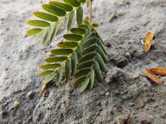 Calliandra humilis