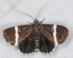 Coenotoca subaspersa