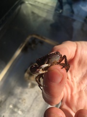 Rhithropanopeus harrisii