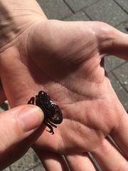 Rhithropanopeus harrisii