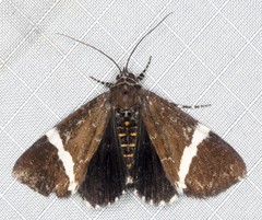 Coenotoca subaspersa