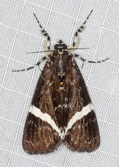 Coenotoca subaspersa