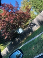 Acer palmatum