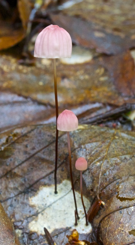 Marasmius bellipes