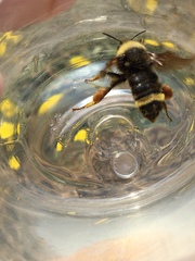 Bombus californicus