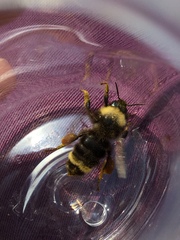 Bombus californicus
