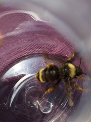 Bombus californicus