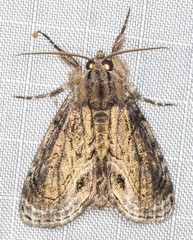 Zalissa catocalina