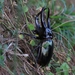 Chalcosoma chiron chiron - Photo (c) Akhsan Baihaqi, some rights reserved (CC BY-NC), uploaded by Akhsan Baihaqi