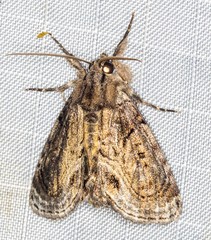 Zalissa catocalina