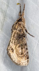 Zalissa catocalina