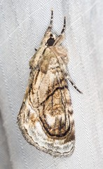 Zalissa catocalina
