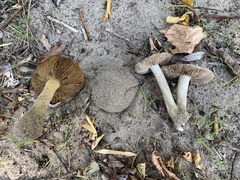 Inocybe serotina