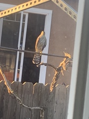 Accipiter cooperii