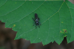 Laphria canis