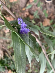 Caryopteris mongholica