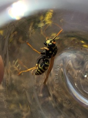 Polistes dominula