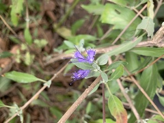 Caryopteris mongholica