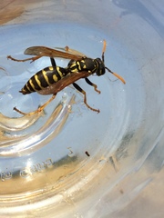 Polistes dominula