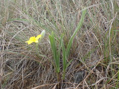 Hypoxis acuminata