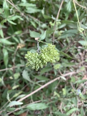 Caryopteris mongholica