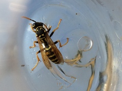 Polistes dominula