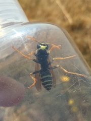 Polistes dominula