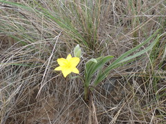 Hypoxis acuminata