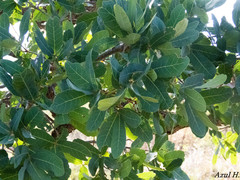 Quercus glaucoides