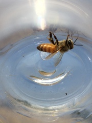 Apis mellifera
