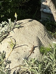 Sceloporus occidentalis