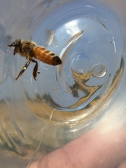 Apis mellifera