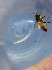 Apis mellifera