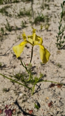 Moraea cooperi