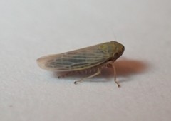 Graminella nigrifrons