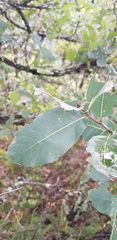 Quercus glaucoides