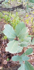 Quercus glaucoides