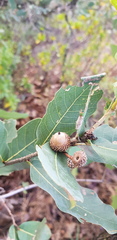 Quercus glaucoides
