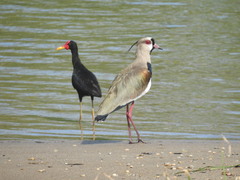 Jacana jacana hypomelaena