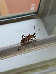 Leptoglossus occidentalis