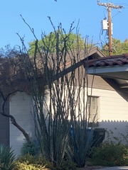 Fouquieria splendens