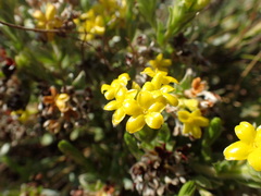 Lasiosiphon splendens