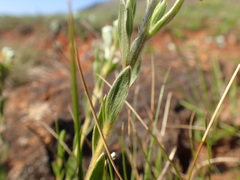 Lasiosiphon splendens
