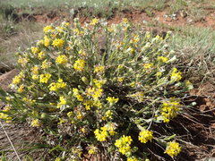 Lasiosiphon splendens