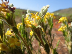Lasiosiphon splendens