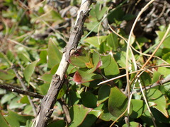 Cephalanthus natalensis