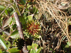 Cephalanthus natalensis