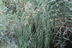 Schoenoplectus litoralis